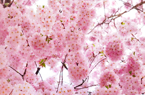 [모두투어] 일본은 지금, 벚꽃만끽